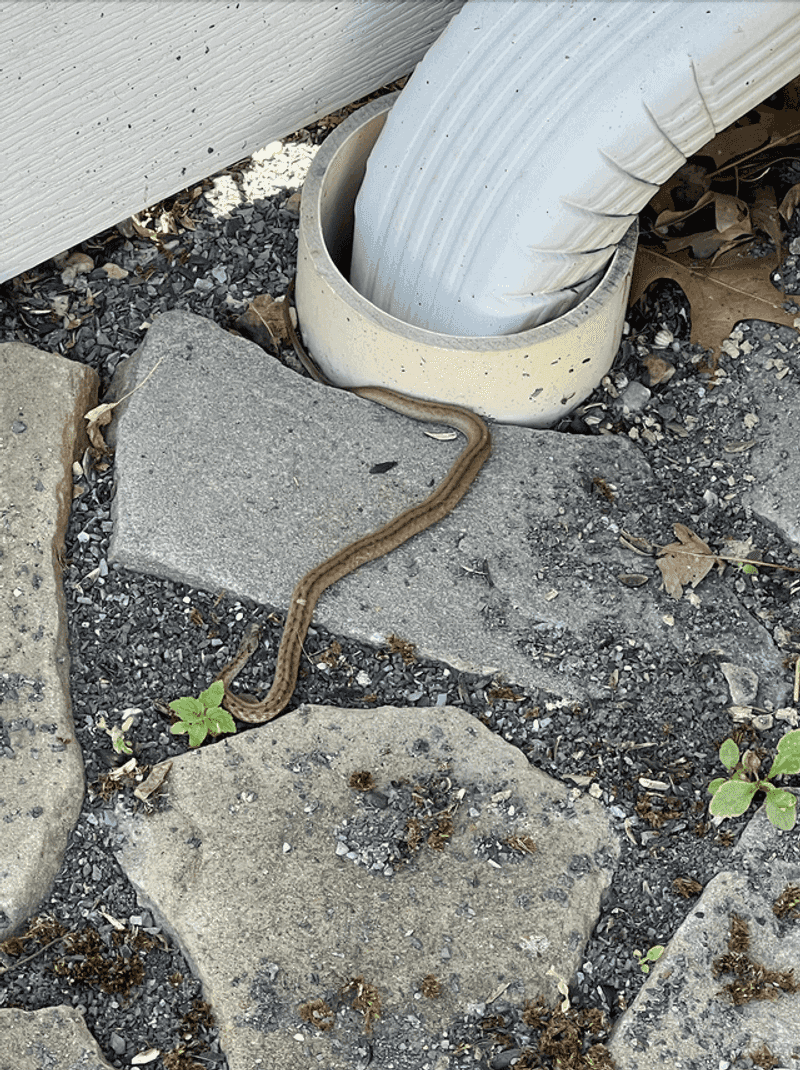 Gaps Under Sheds, Decks, And Porches Gaps Under Sheds, Decks, And Porches