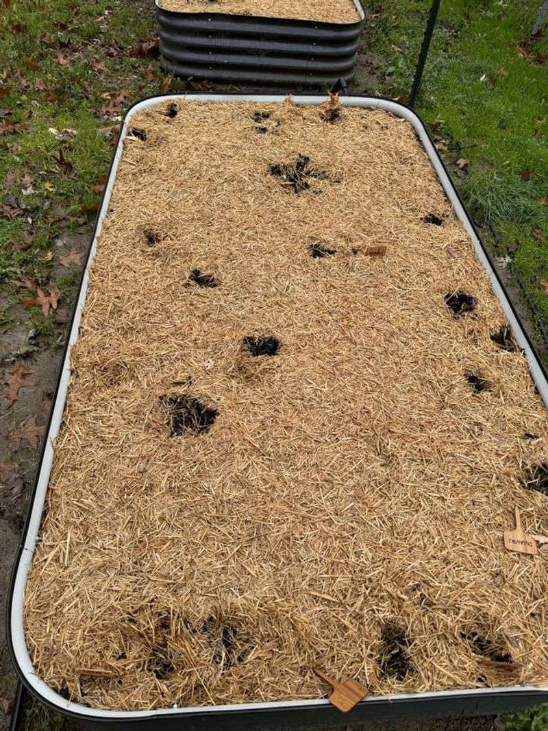 Garden Beds Become Favorite Digging Spots Garden Beds Become Favorite Digging Spots