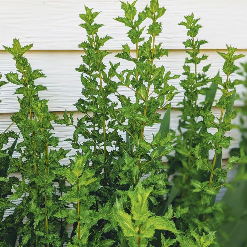 Garden Beds Give Roots Room To Roam