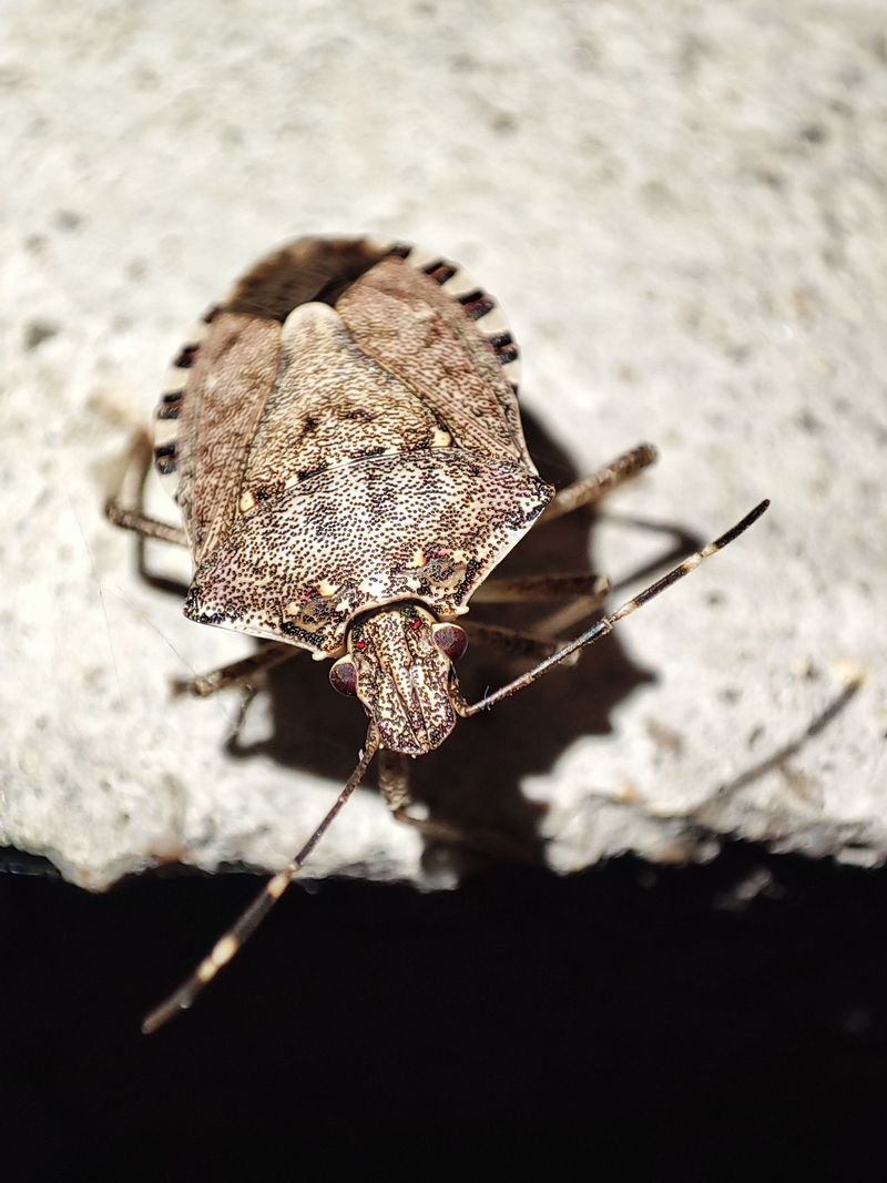 Garden Damage, Winter Hideouts, And What Spring Brings Garden Damage, Winter Hideouts, And What Spring Brings