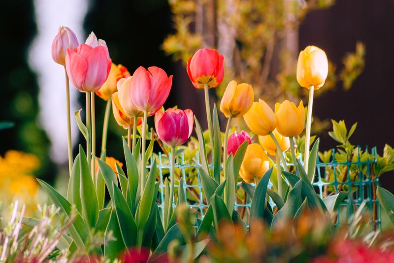 Garden Favorites That Keep Them Coming Back Garden Favorites That Keep Them Coming Back