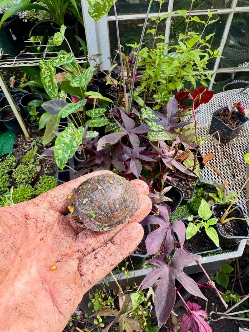 Garden For The Habitat, Not The Turtle Garden For The Habitat, Not The Turtle