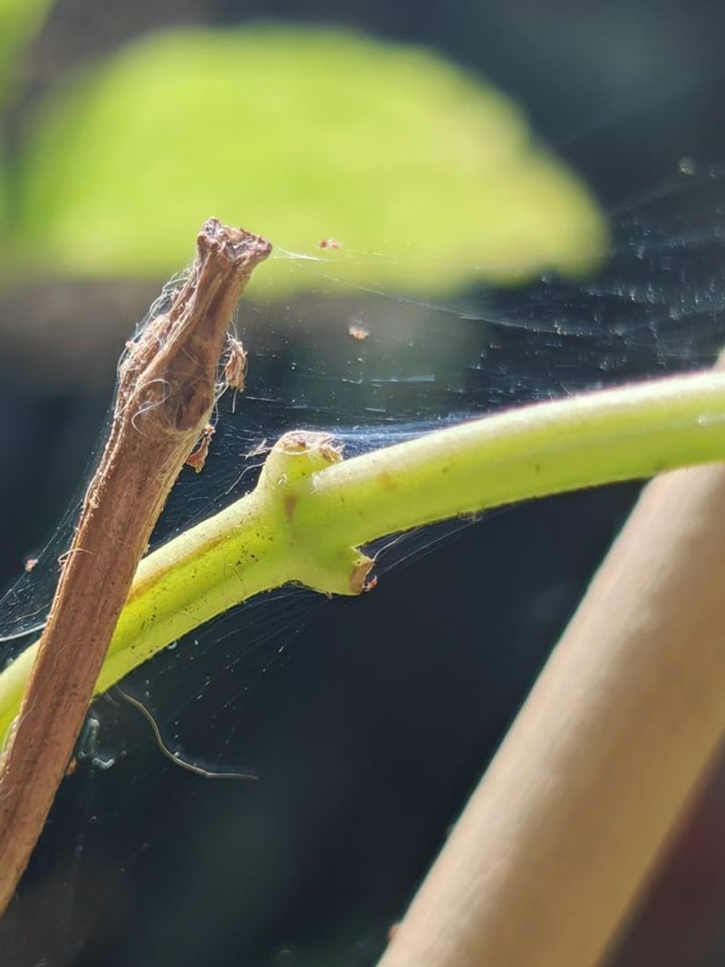 Garden Habits That Keep Mites Away Next Season