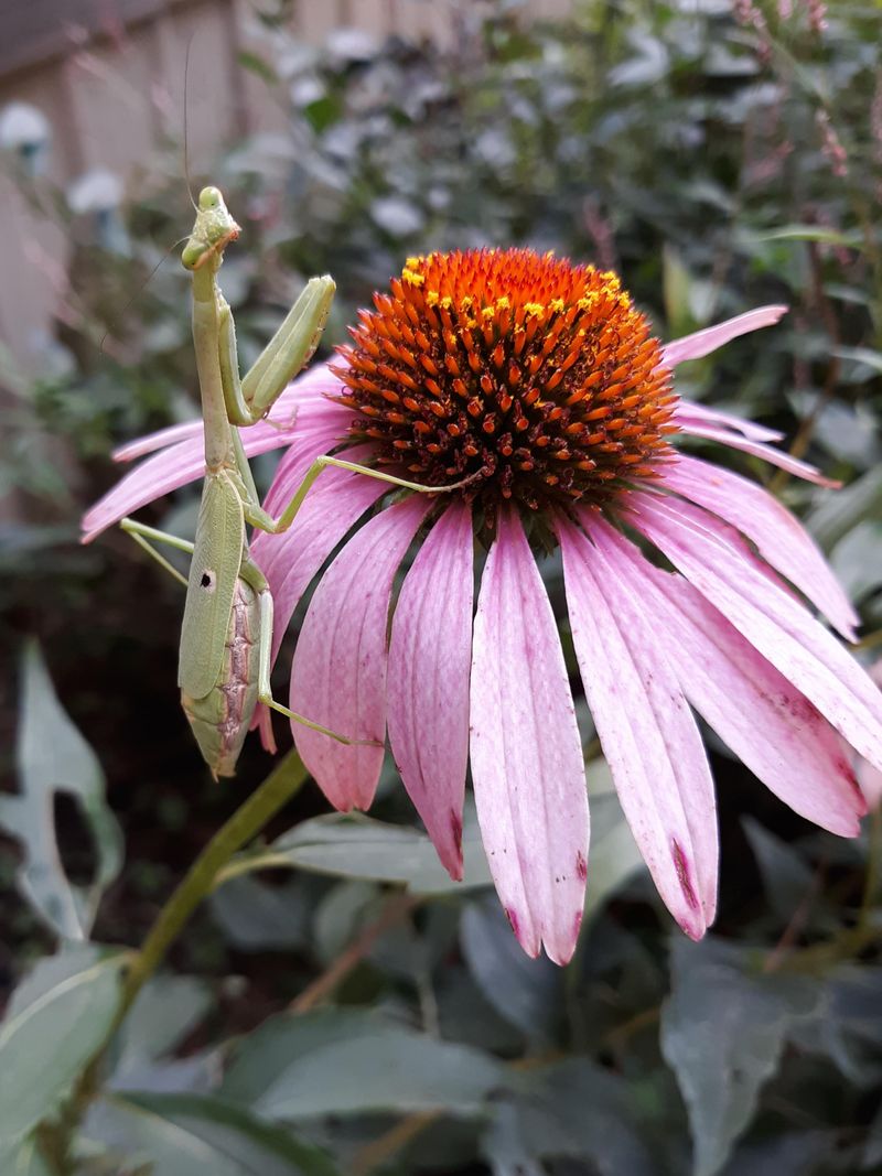 Garden Habits That Keep Next Season's Cases Safe