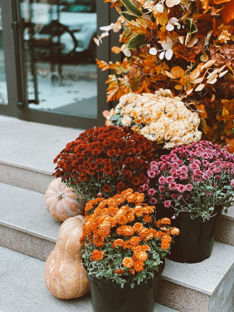 Garden Mums Bring Instant Color To Front Porches