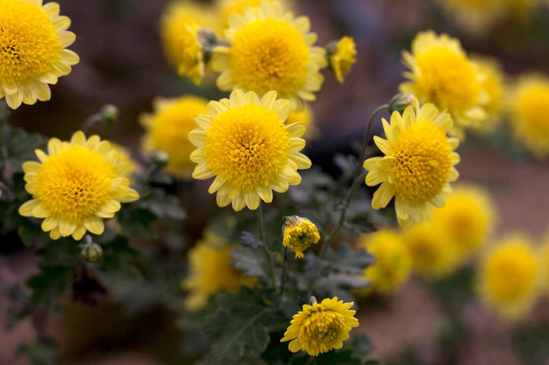 Garden Mums Shield Their Tender Roots Garden Mums Shield Their Tender Roots