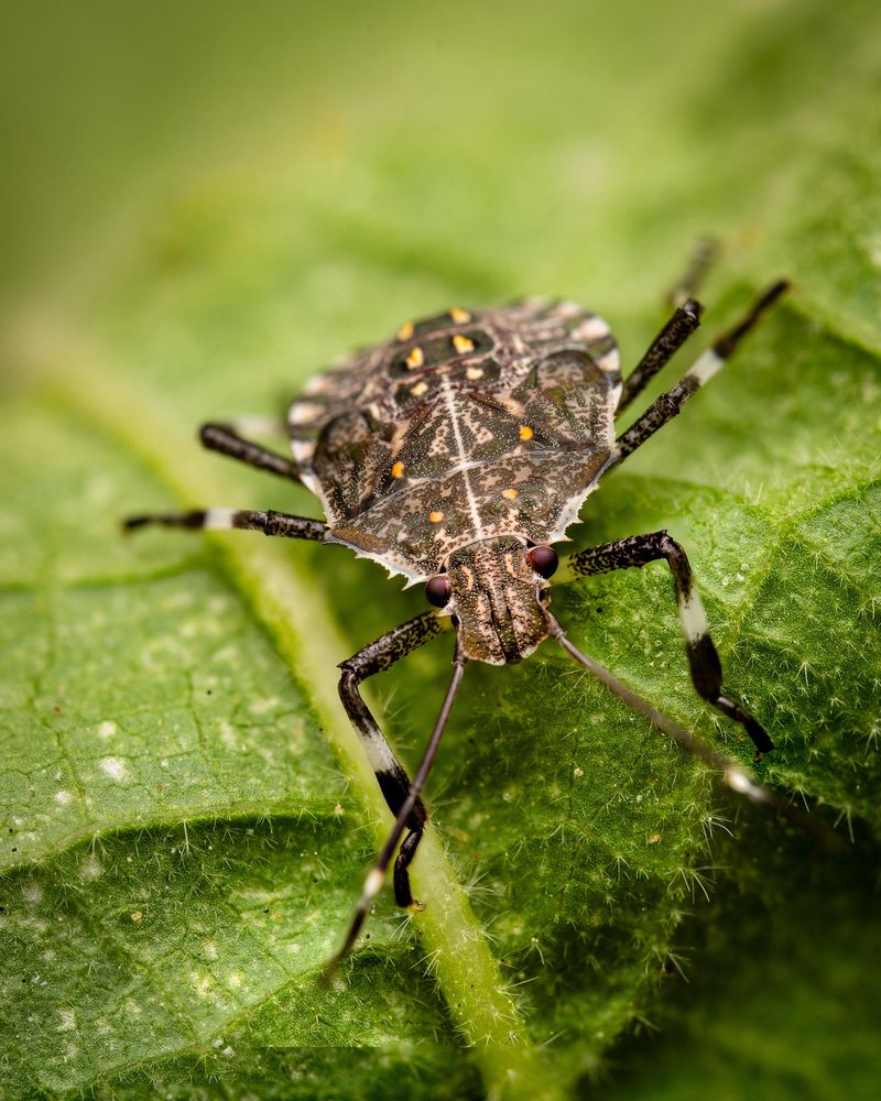 Garden Pests Become Less Active As Temperatures Drop Garden Pests Become Less Active As Temperatures Drop