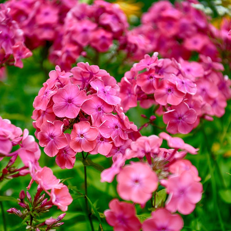 Garden Phlox