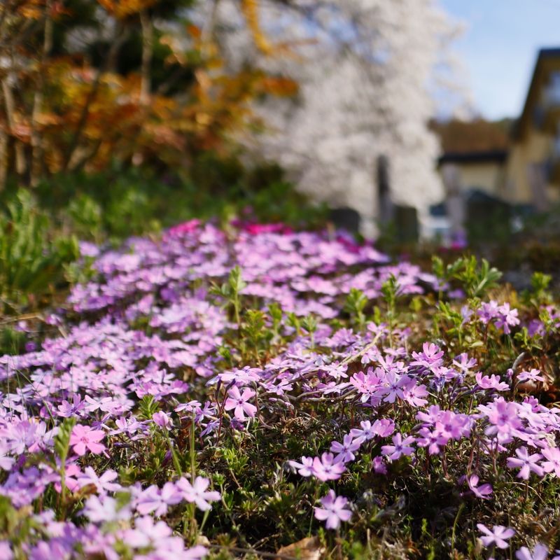 Garden Phlox Performs Better When Overcrowded Clumps Are Addressed