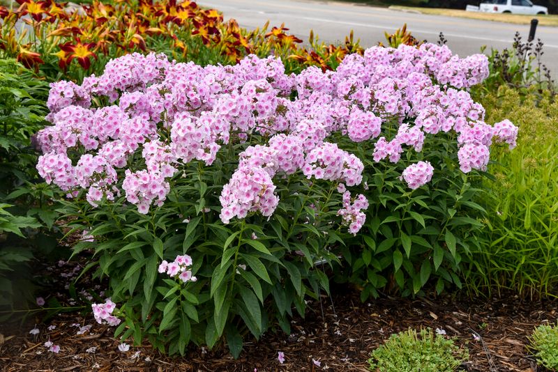 Garden Phlox (Phlox paniculata) Garden Phlox (Phlox paniculata)