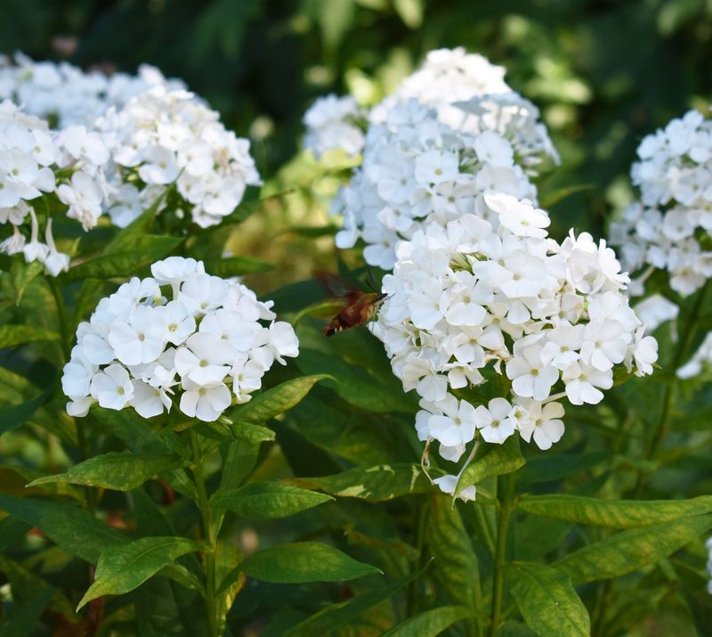 Garden Phlox Prone To Powdery Mildew