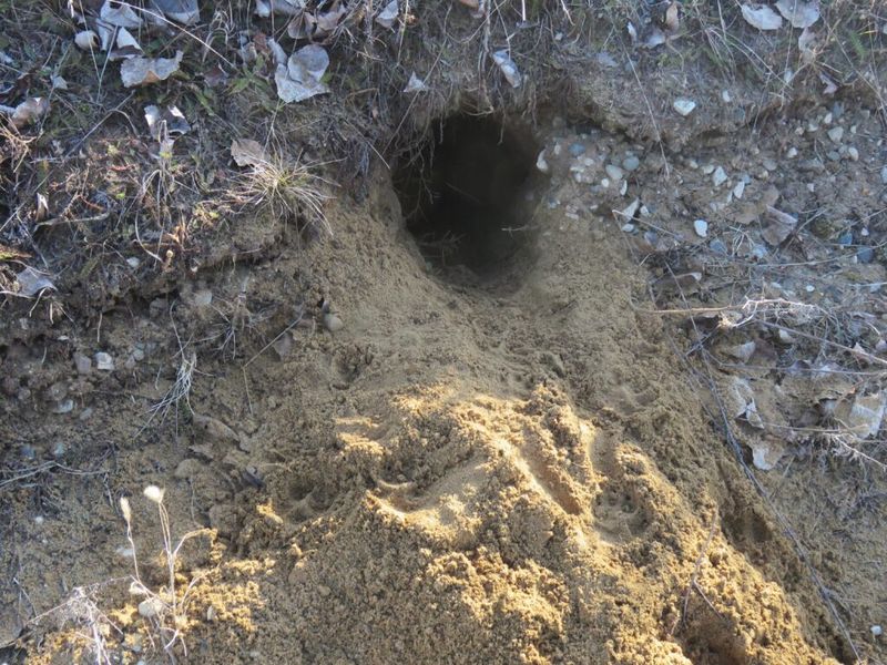 Garden Soil Burrowed Deep
