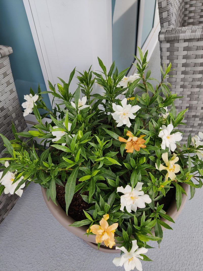 Gardenia