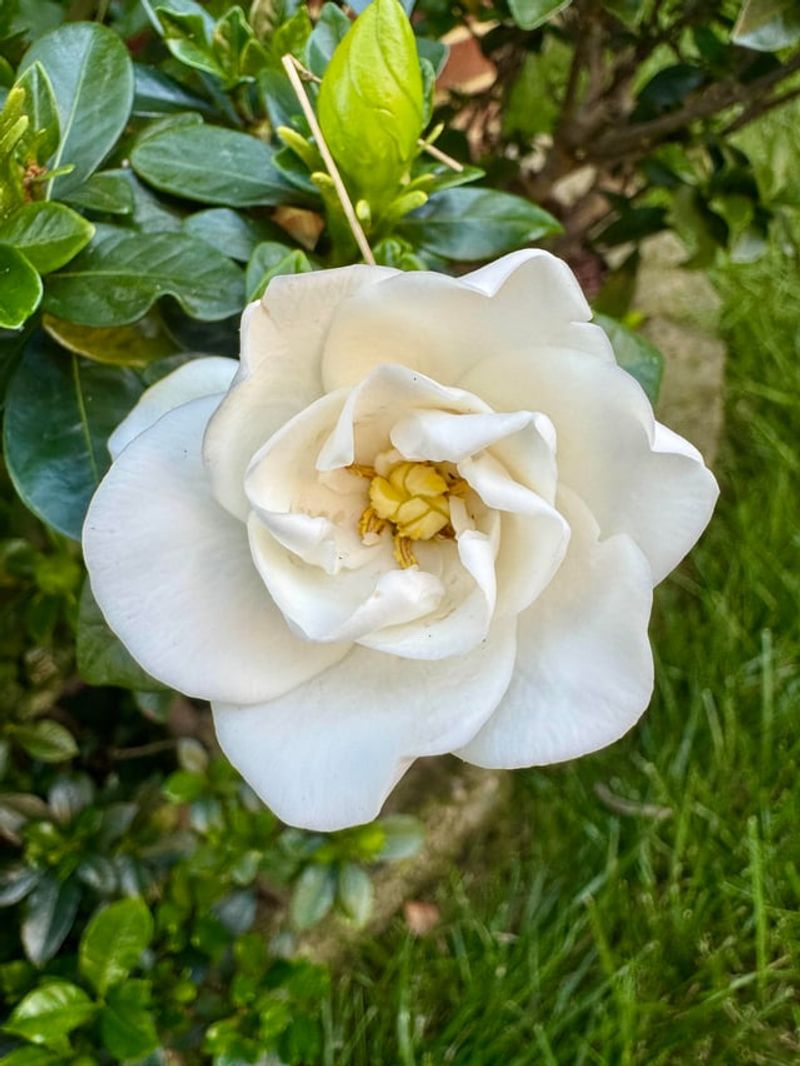 Gardenias Depend On The Right pH Gardenias Depend On The Right pH