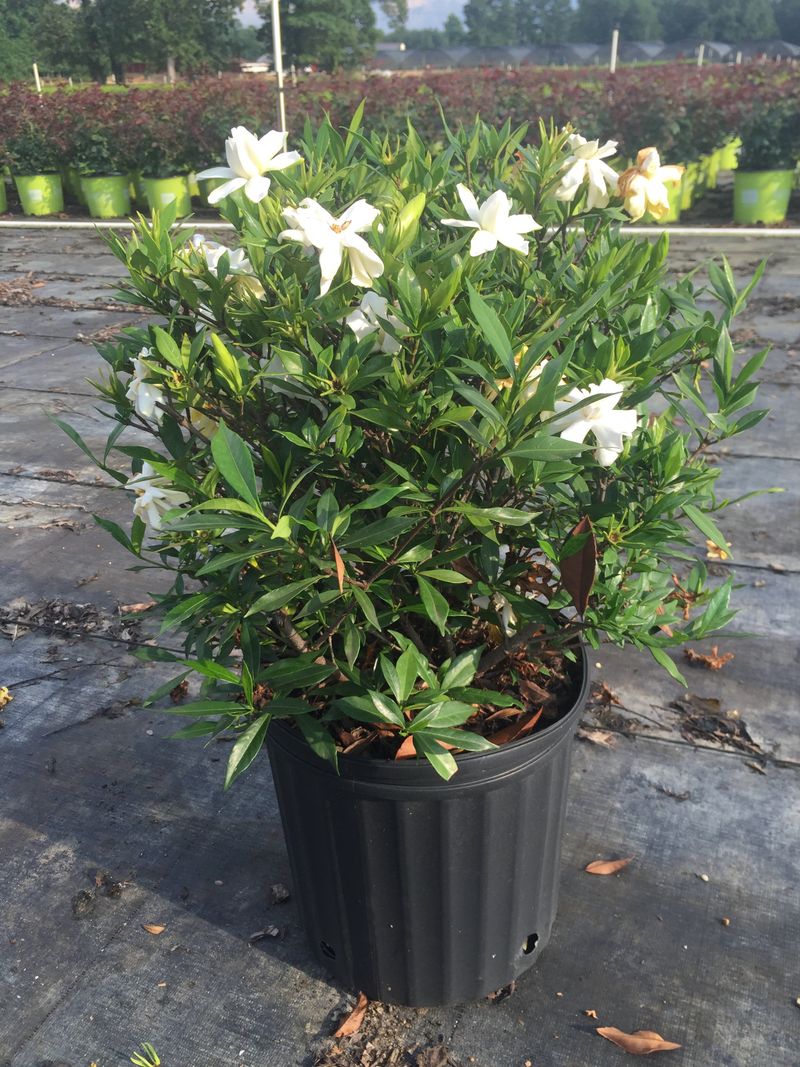 Gardenias Need Protection Well Before Frost Gardenias Need Protection Well Before Frost