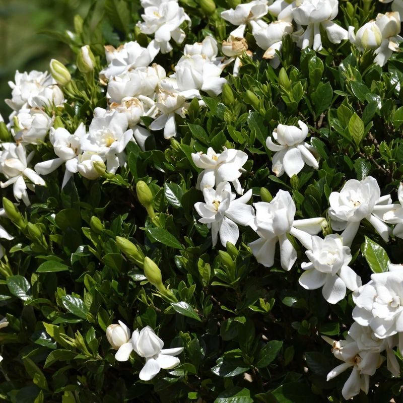 Gardenias Need Their Mature Growth Left In Place