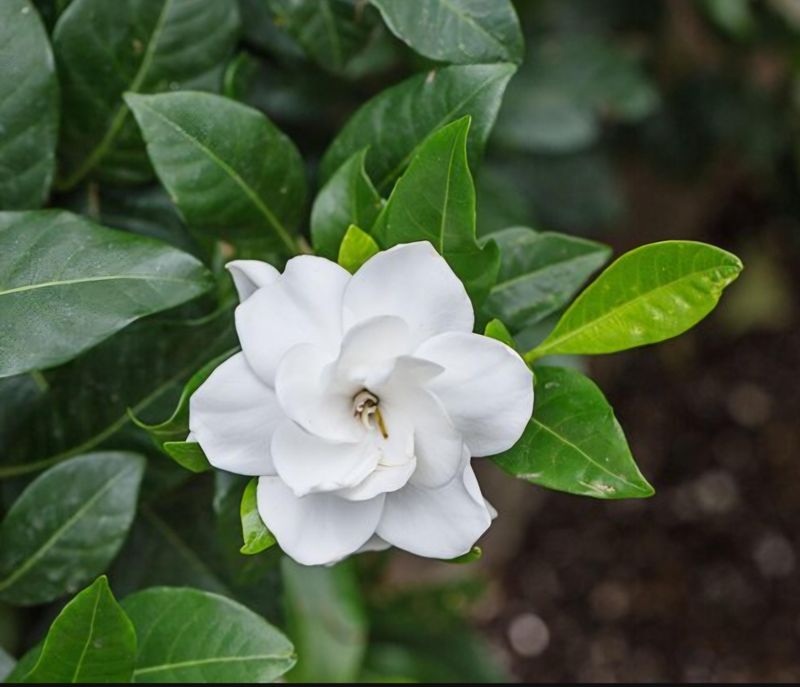Gardenias Resent Late Cuts Before Cold Weather Gardenias Resent Late Cuts Before Cold Weather