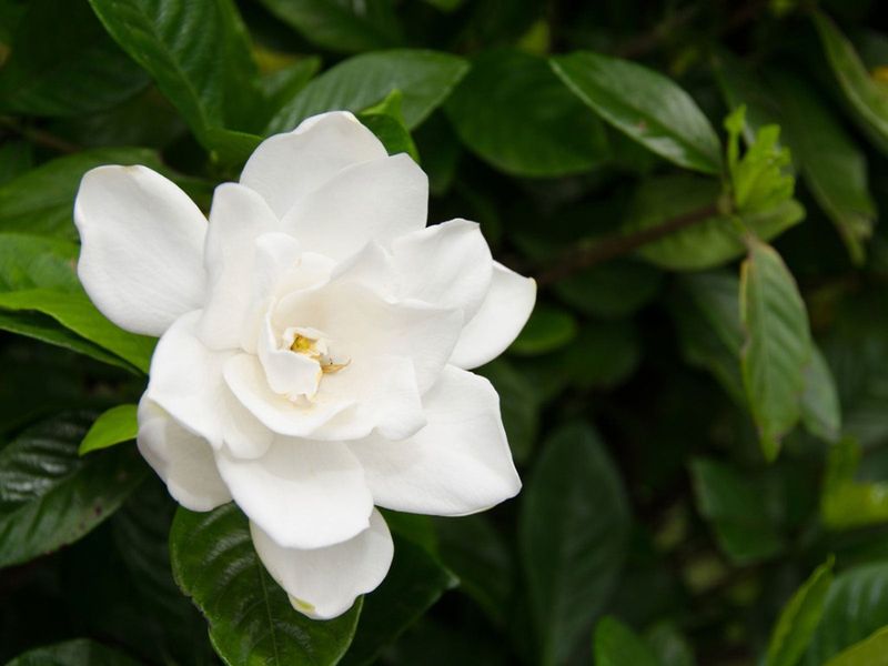 Gardenias Should Not Get A Hard September Cut