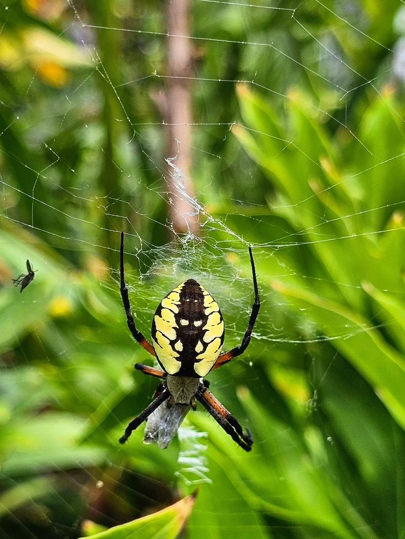 Gardens And Shrubs Are Some Of Its Favorite Spots