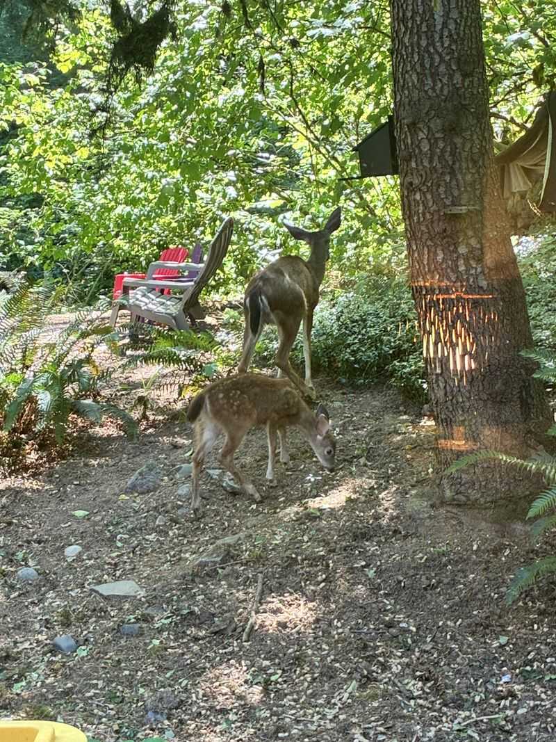 Gardens Can Offer Easy Food
