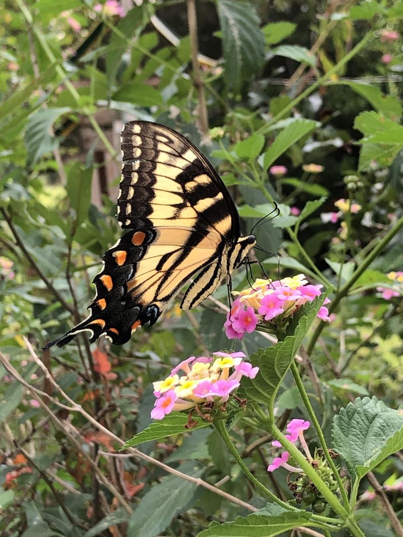 Gardens Can Support Migrating Butterflies Nearby Gardens Can Support Migrating Butterflies Nearby
