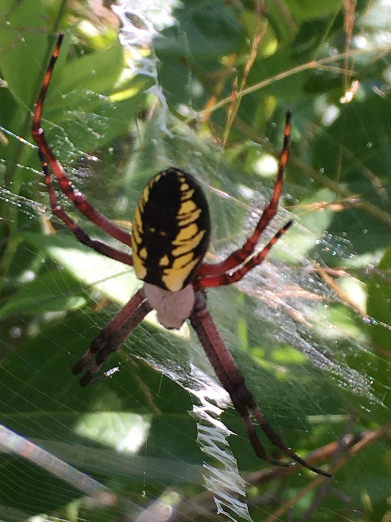 Gardens Provide Plenty Of Places To Hunt