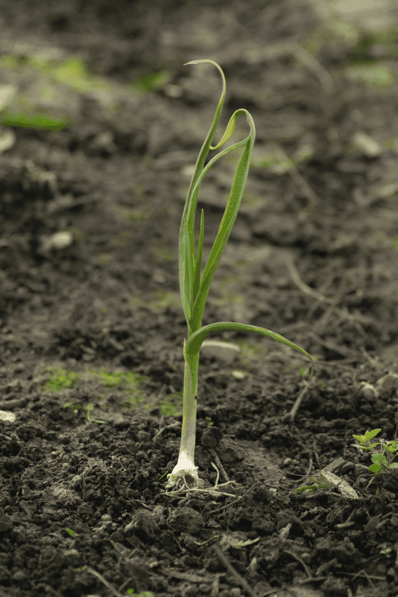 Garlic Chases Away Unwanted Garden Visitors Garlic Chases Away Unwanted Garden Visitors