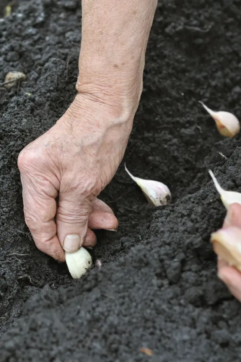Garlic Cloves For Next Summer's Harvest Garlic Cloves For Next Summer's Harvest