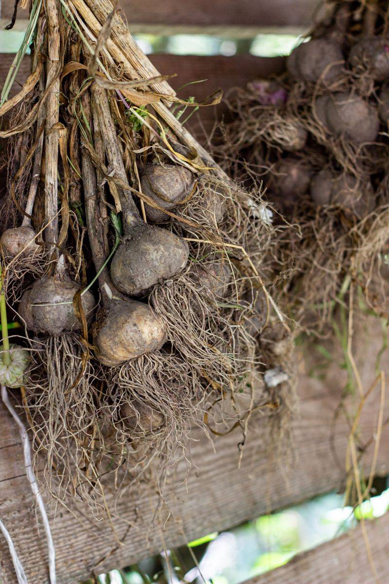 Garlic For A Big Summer Payoff