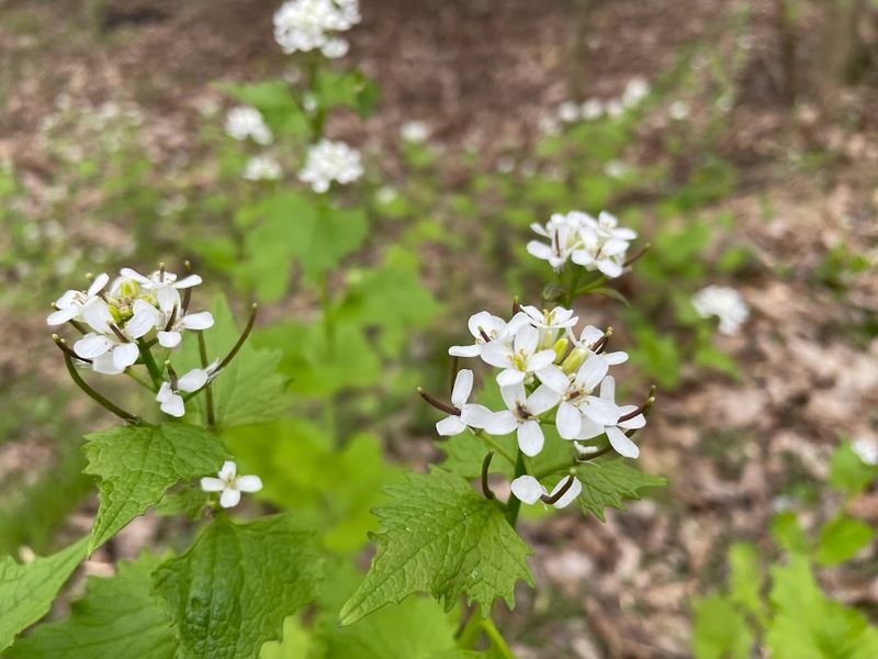 Garlic Mustard