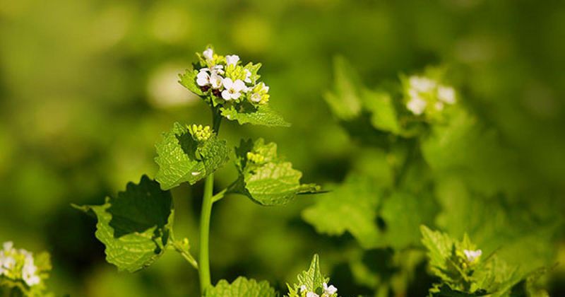 Garlic Mustard Bulbs Aren’t The Problem - The Plant Is
