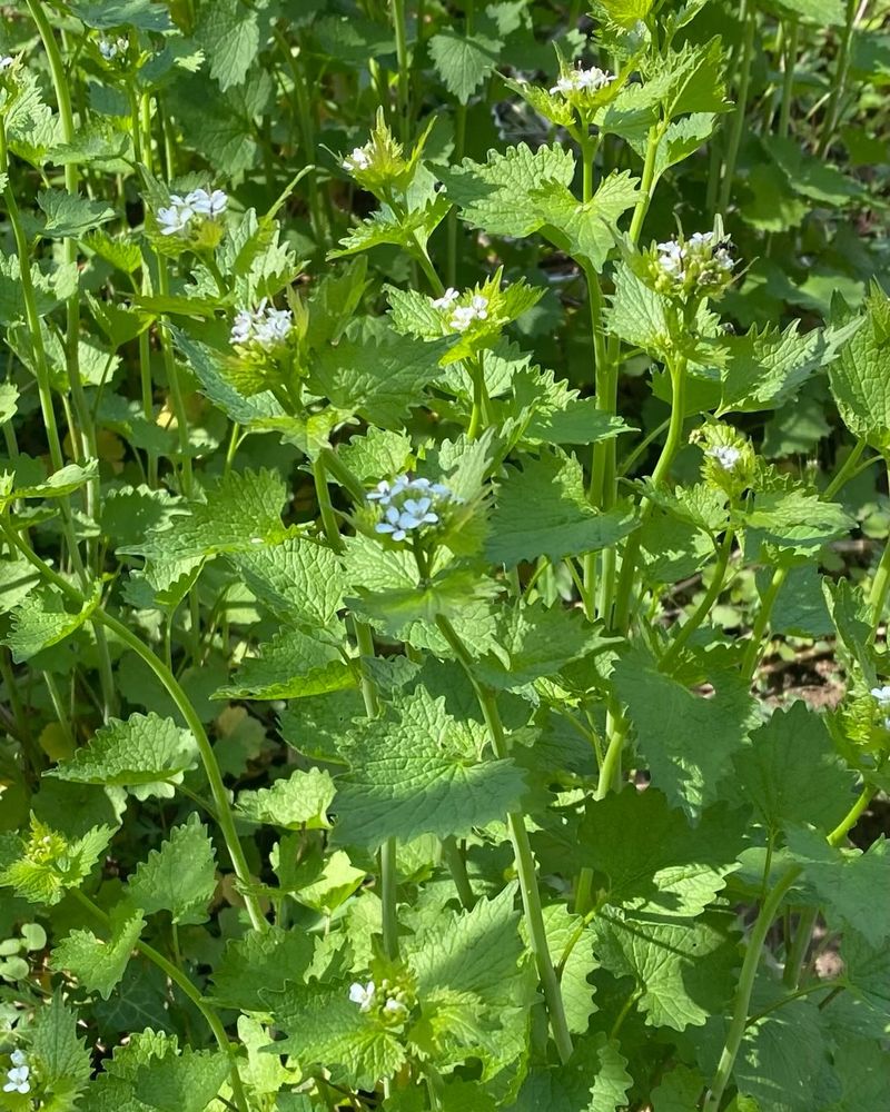 Garlic Mustard