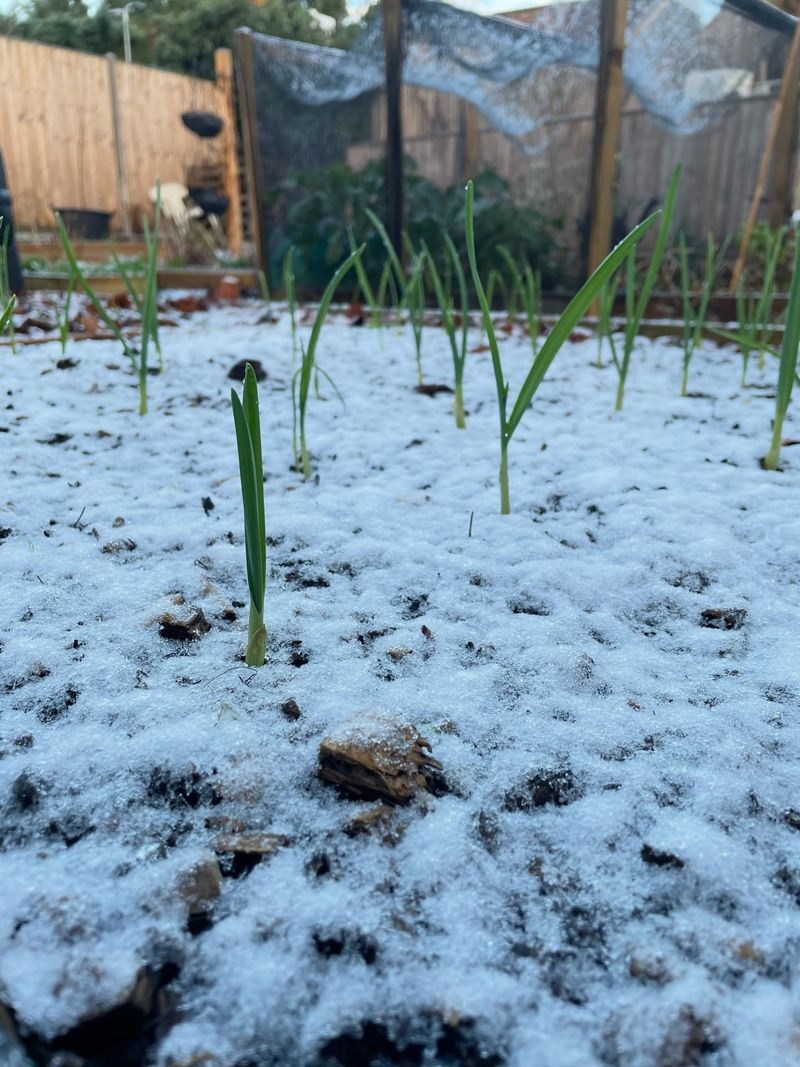 Garlic Needs Winter Cold Garlic Needs Winter Cold
