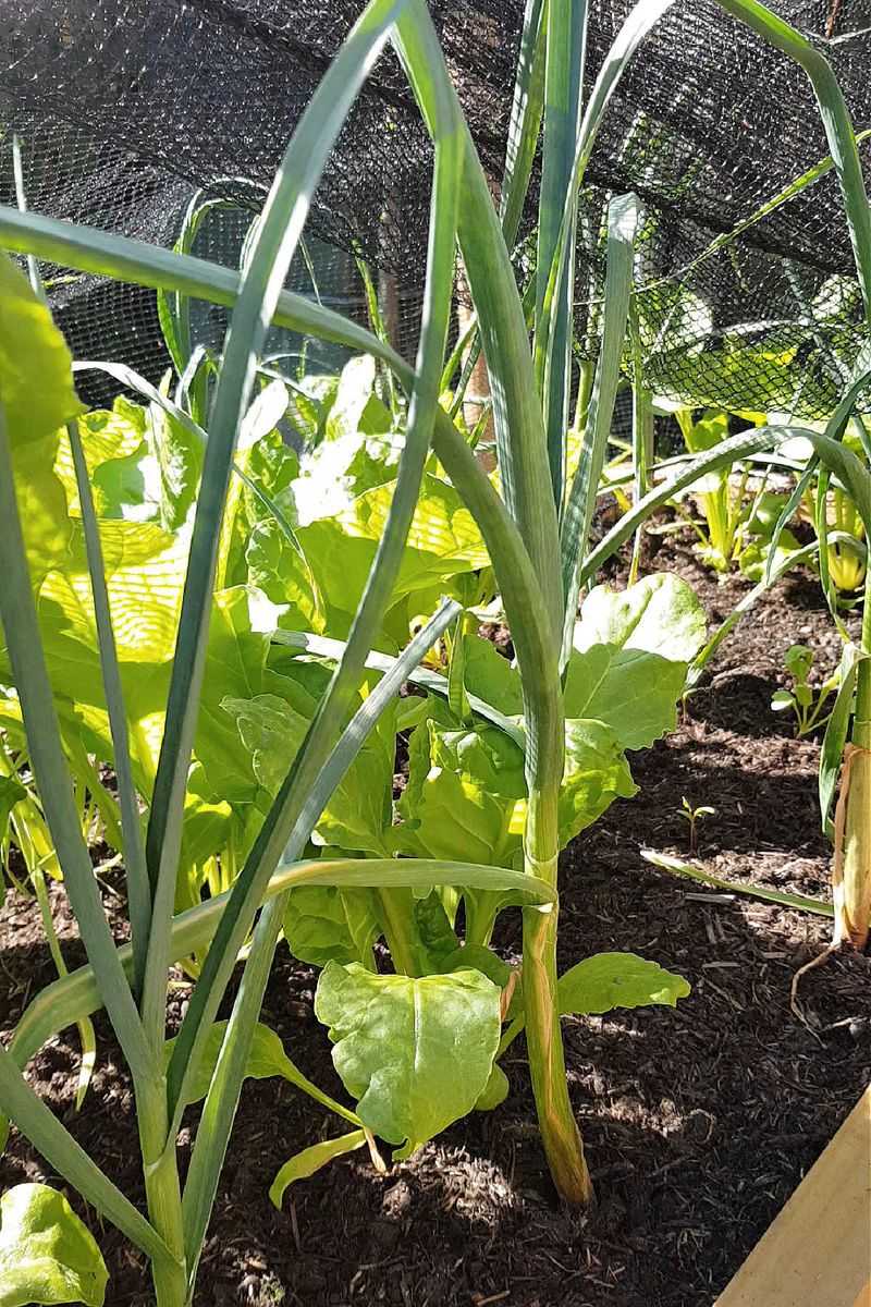 Garlic Rows Give Rats A Stinky Surprise Garlic Rows Give Rats A Stinky Surprise