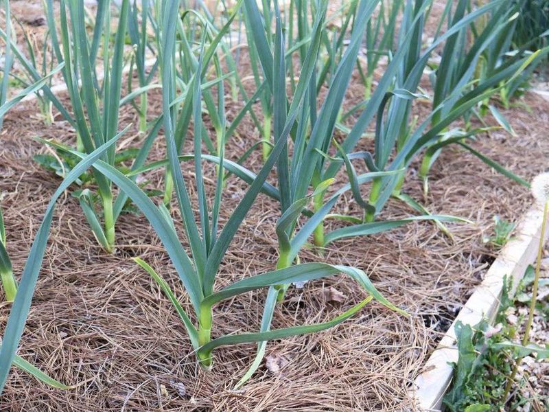 Garlic Settles In For A Long Winter Wait Garlic Settles In For A Long Winter Wait