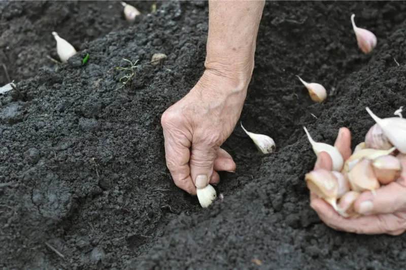 Garlic, The King Of Fall Planting Garlic, The King Of Fall Planting