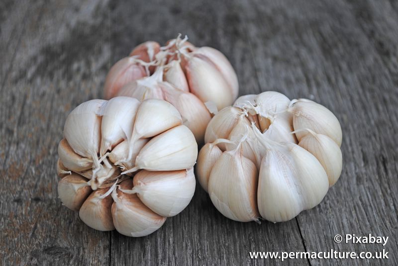 Garlic