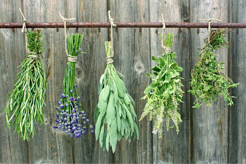 Gather Tender Herbs And Preserve Them For Later