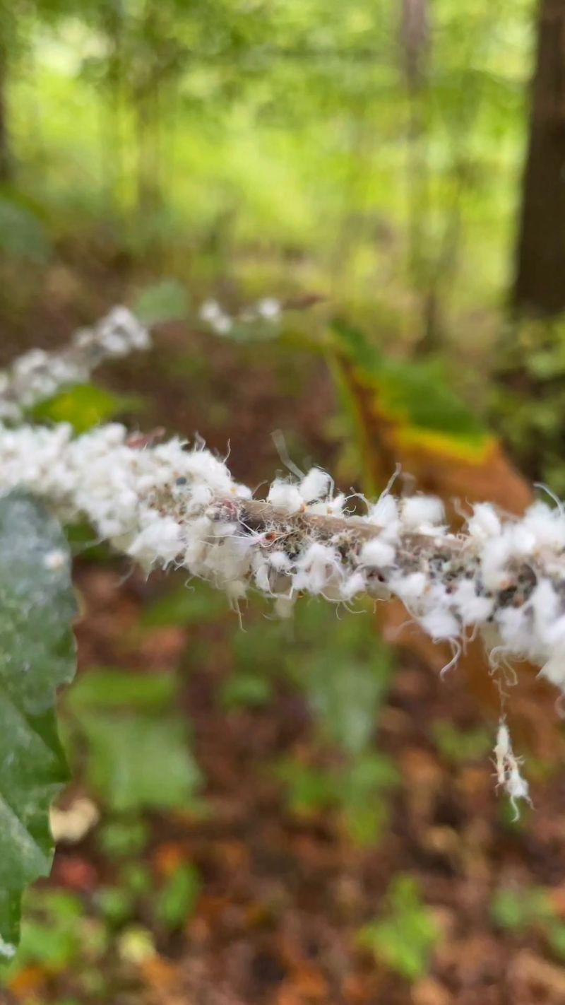 Gentle Fixes For Fuzzy Branches