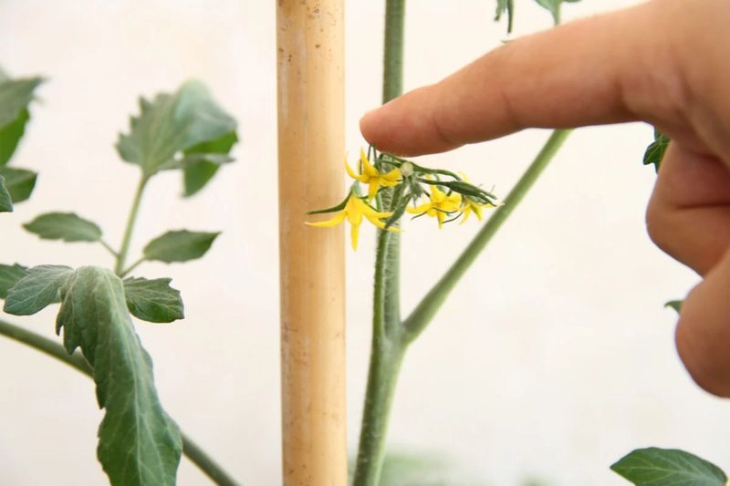 Gently move flowers when conditions allow