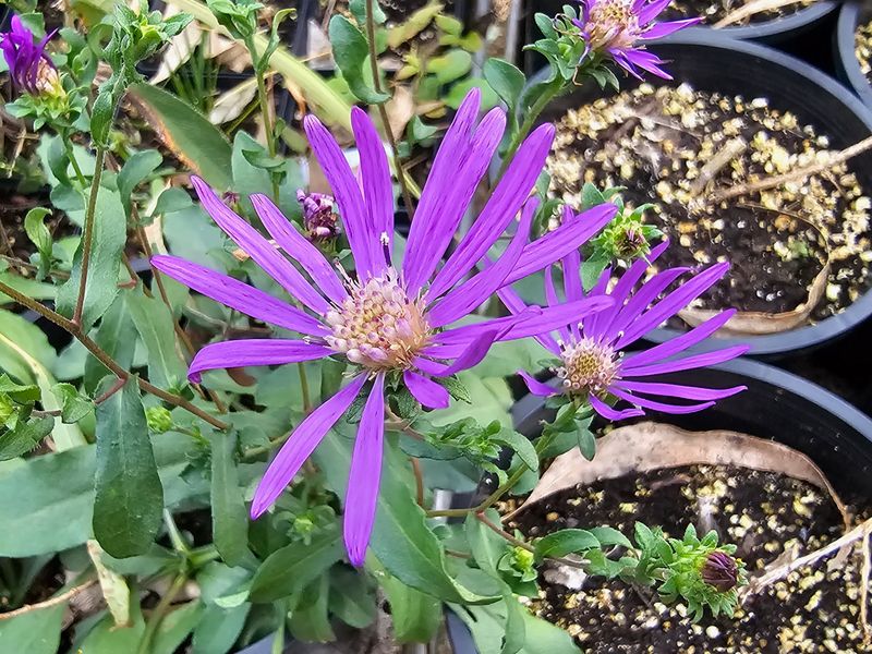 Georgia Aster Brings Purple Flowers Late In The Season