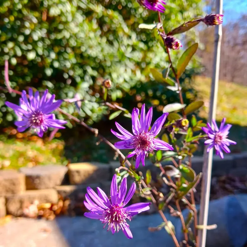 Georgia Aster Brings Rich Purple Blooms In Fall