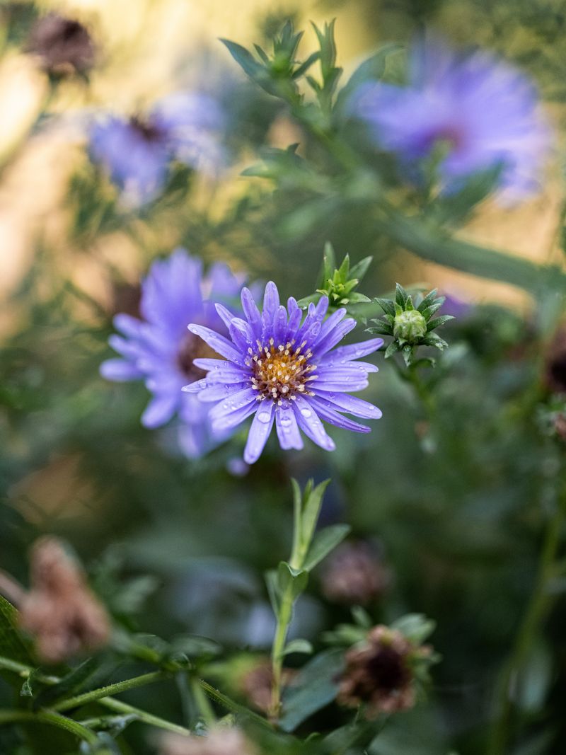 Georgia Aster Is A Rare Native Worth Planting