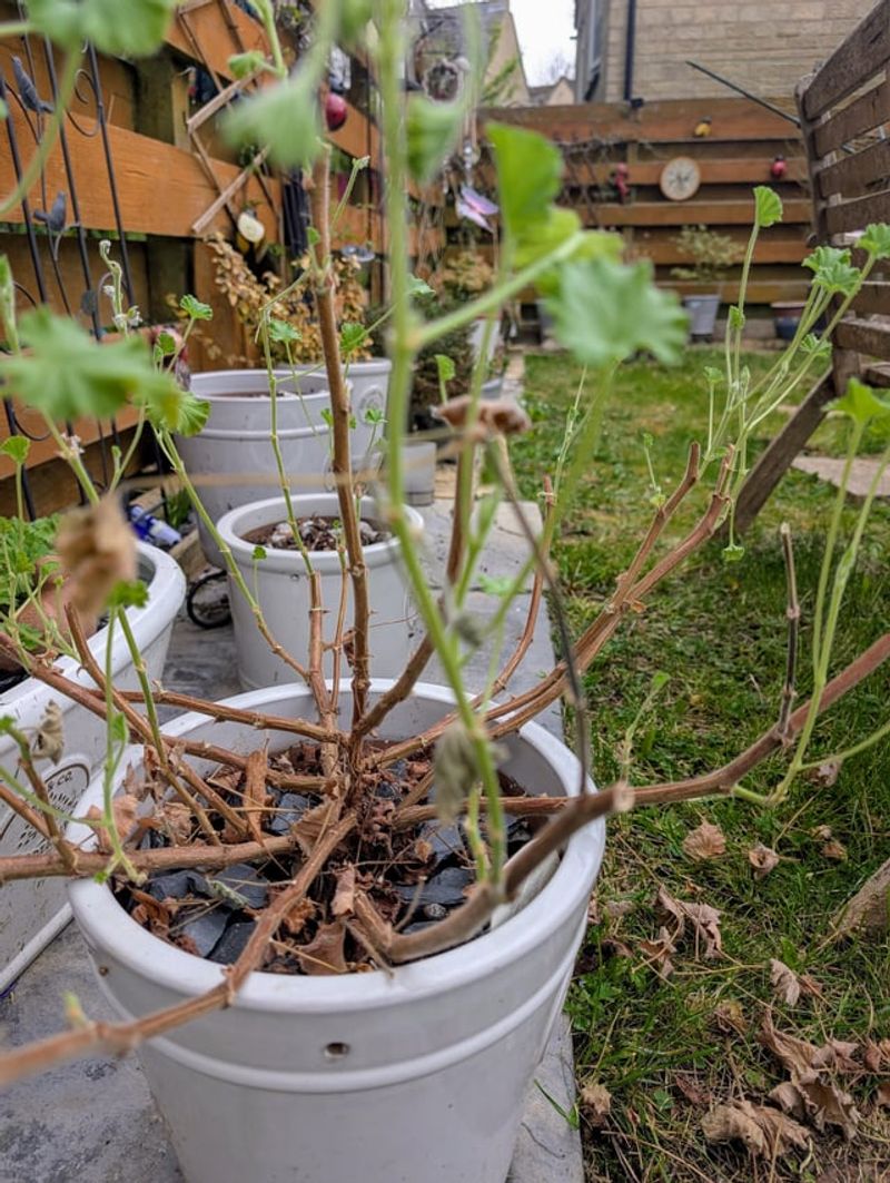 Geraniums Can Be Saved For Another Season Geraniums Can Be Saved For Another Season