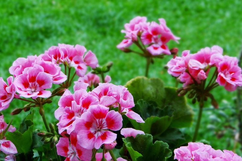 Geraniums (Pelargonium) Geraniums (Pelargonium)