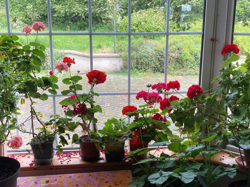 Geraniums Worth Saving For Next Spring