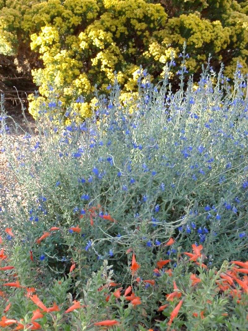 Germander Sage Germander Sage