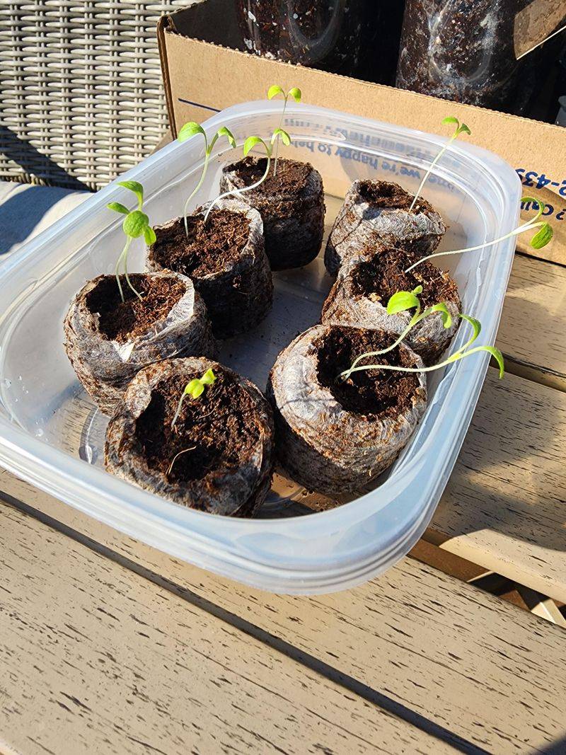 Germination Tricks For August Heat