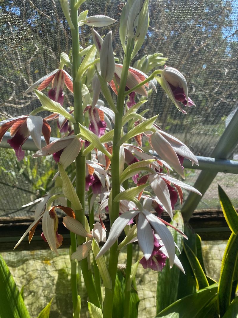 Get Expert Plant Advice At Grassroots Nursery In Gainesville