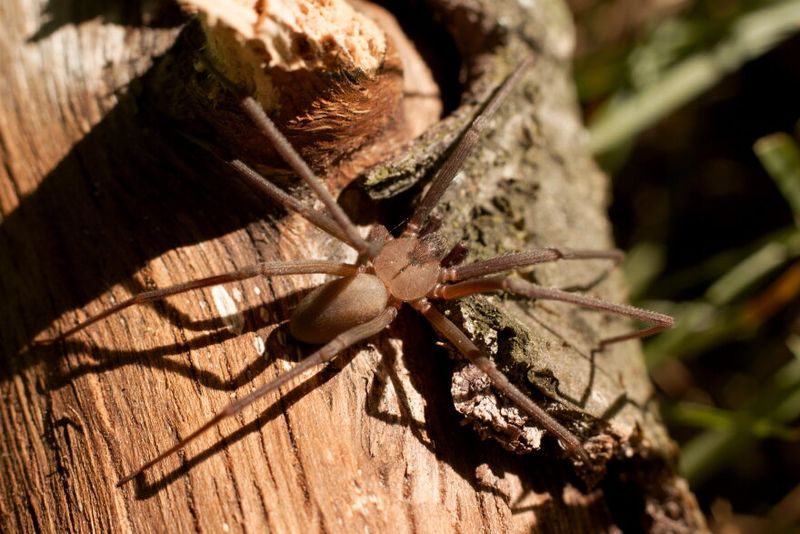 Get Professional Help For Repeated Sightings